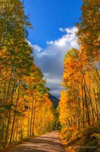 Ohio Pass road through the Aspens -2078